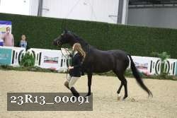 23R13_00091 thumbnail