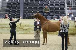23R13_00099 thumbnail