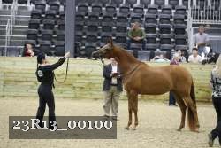 23R13_00100 thumbnail