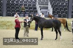 23R13_00125 thumbnail