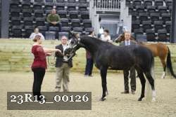 23R13_00126 thumbnail