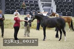 23R13_00127 thumbnail
