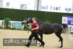 23R13_00131 thumbnail