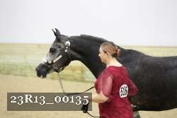 23R13_00135 thumbnail