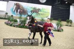 23R13_00187 thumbnail