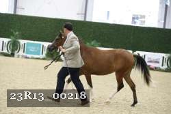 23R13_00218 thumbnail