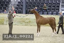 23R13_00224 thumbnail