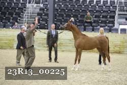 23R13_00225 thumbnail