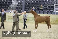 23R13_00226 thumbnail