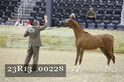 23R13_00228 thumbnail