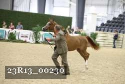23R13_00230 thumbnail