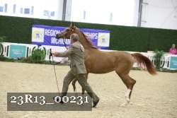 23R13_00231 thumbnail