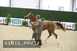 23R13_00232 thumbnail