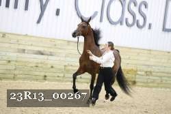 23R13_00267 thumbnail