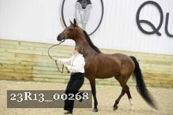 23R13_00268 thumbnail