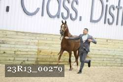 23R13_00279 thumbnail