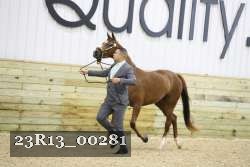 23R13_00281 thumbnail
