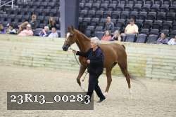 23R13_00283 thumbnail