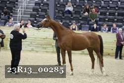 23R13_00285 thumbnail