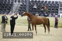 23R13_00286 thumbnail
