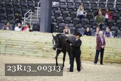 23R13_00313 thumbnail