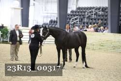 23R13_00317 thumbnail