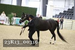 23R13_00319 thumbnail