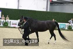 23R13_00320 thumbnail