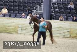 23R13_00338 thumbnail