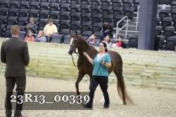 23R13_00339 thumbnail