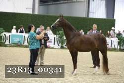 23R13_00341 thumbnail