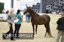 23R13_00344 thumbnail