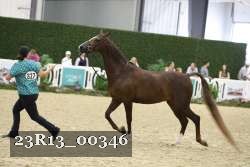 23R13_00346 thumbnail