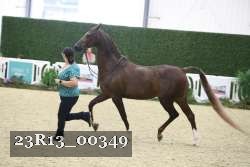 23R13_00349 thumbnail