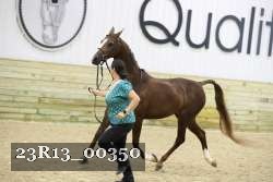 23R13_00350 thumbnail