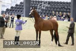 23R13_00358 thumbnail