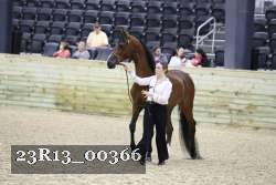 23R13_00366 thumbnail