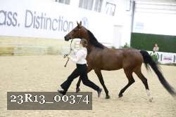 23R13_00374 thumbnail