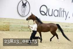 23R13_00375 thumbnail