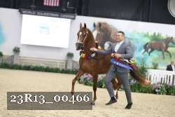 23R13_00466 thumbnail