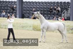 23R13_00501 thumbnail