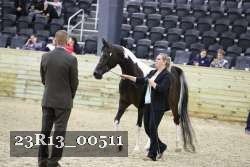 23R13_00511 thumbnail