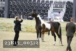 23R13_00512 thumbnail