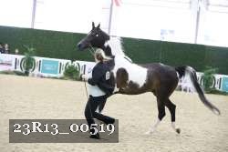23R13_00519 thumbnail