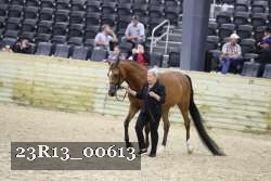 23R13_00613 thumbnail