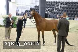 23R13_00616 thumbnail