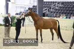 23R13_00617 thumbnail