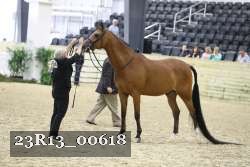 23R13_00618 thumbnail