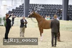 23R13_00629 thumbnail