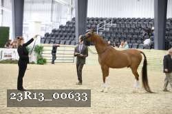 23R13_00633 thumbnail